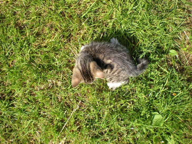 Blanding af racer loui billede 4