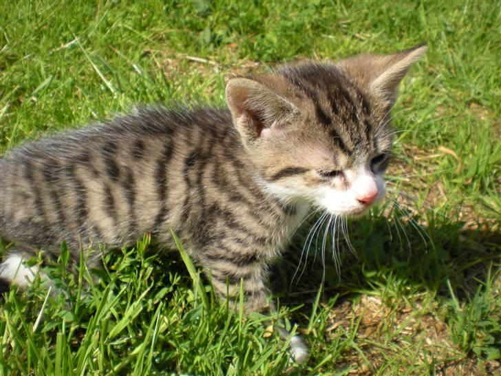 Blanding af racer loui billede 5