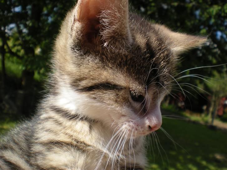 Blanding af racer loui billede 6