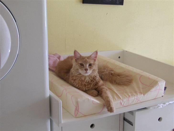 Maine Coon Dreamer (solgt) billede 17