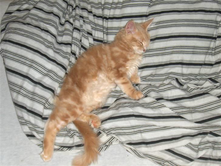 Maine Coon Dreamer (solgt) billede 18