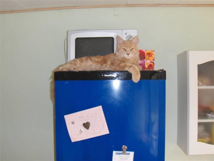 Maine Coon Dreamer (solgt) billede 19