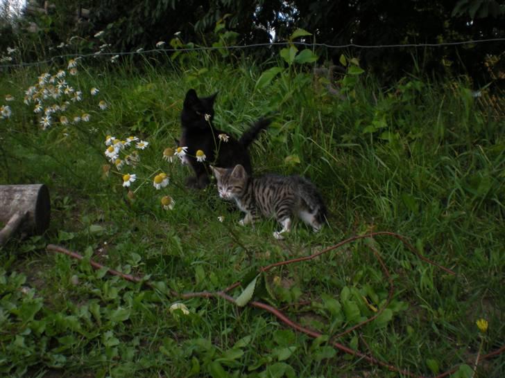 Blanding af racer loui billede 8