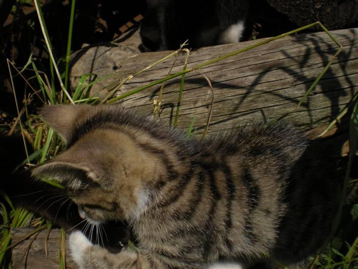 Blanding af racer loui billede 10