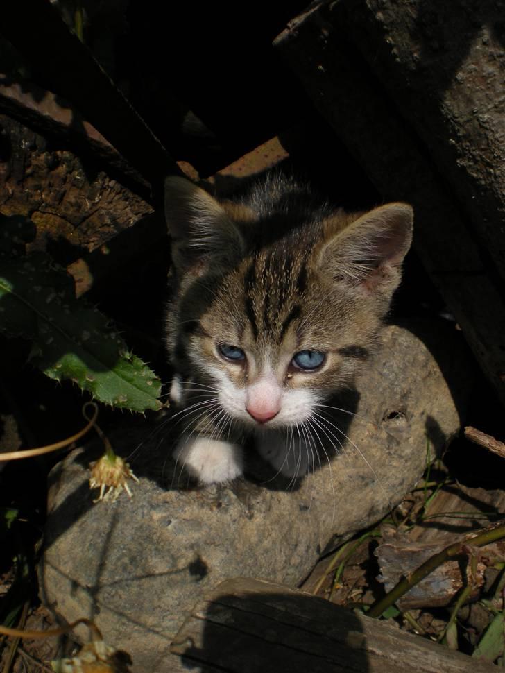 Blanding af racer loui billede 12