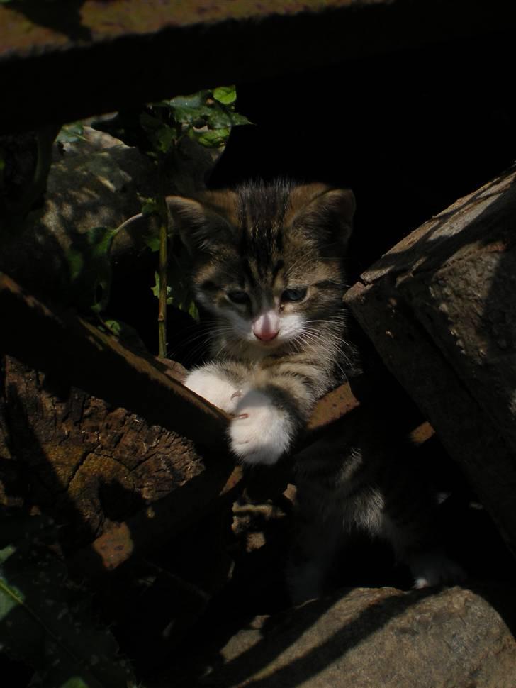 Blanding af racer loui billede 13