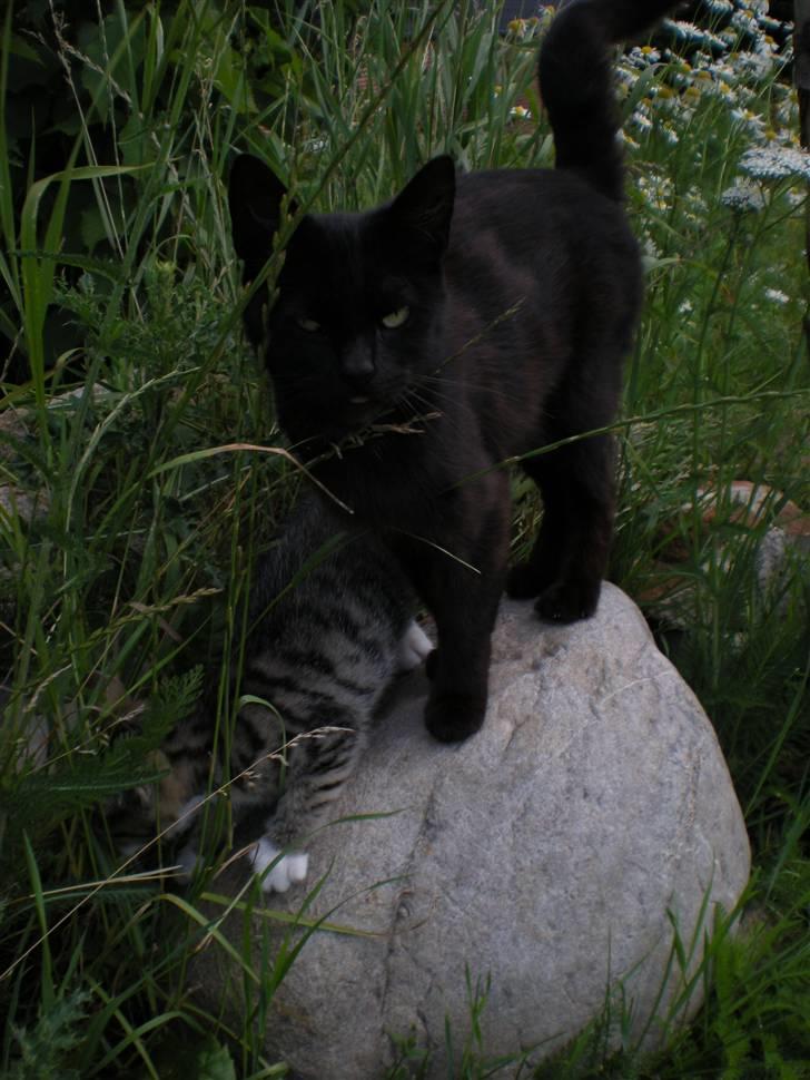 Blanding af racer loui billede 15