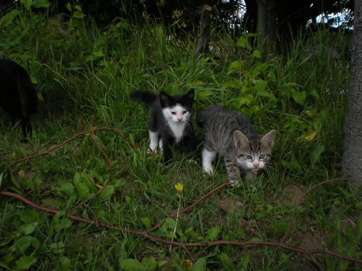 Blanding af racer kitty billede 1