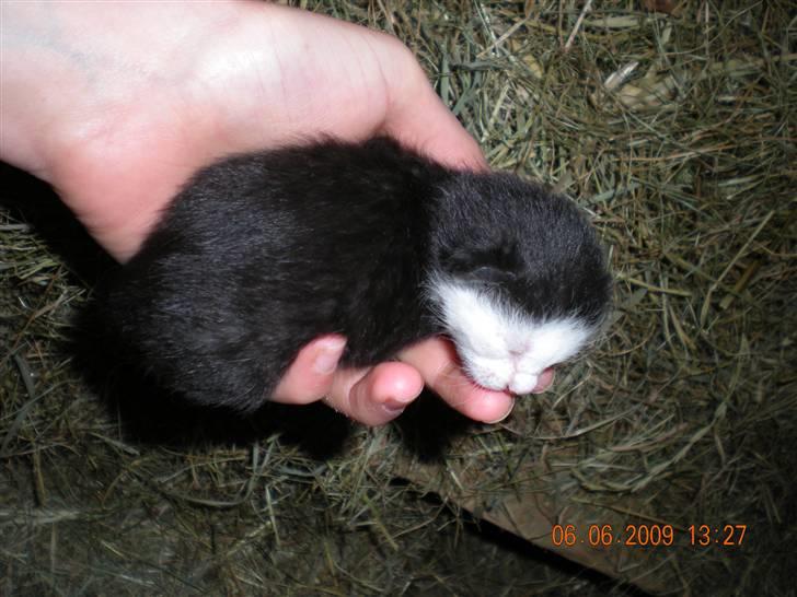 Blanding af racer kitty billede 2