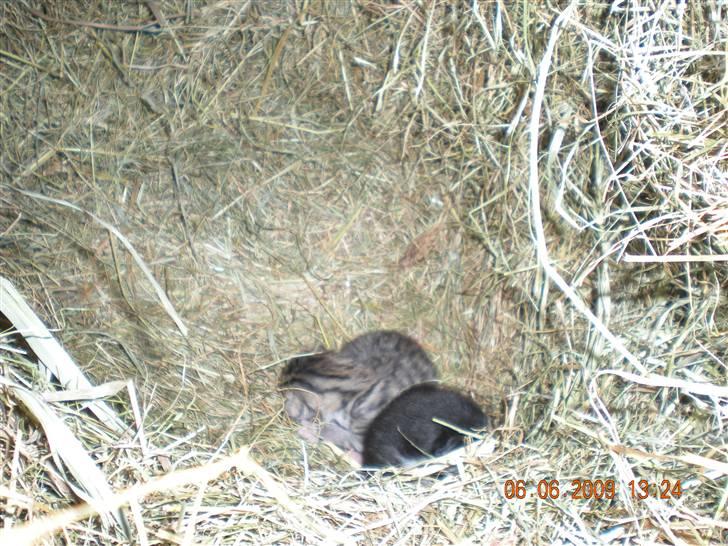 Blanding af racer kitty billede 3