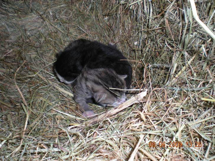 Blanding af racer kitty billede 4