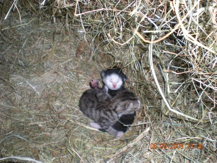 Blanding af racer kitty billede 5