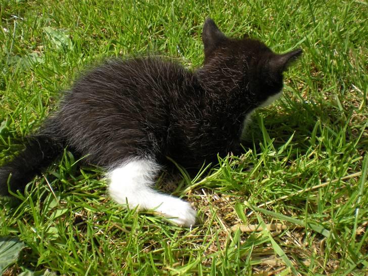 Blanding af racer kitty billede 6