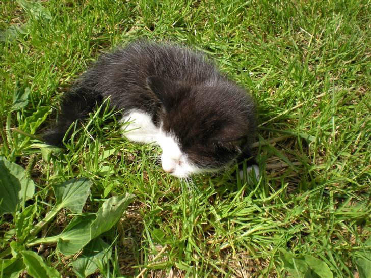 Blanding af racer kitty billede 7