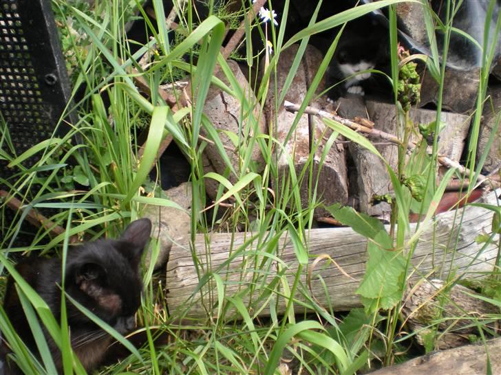 Blanding af racer kitty billede 8