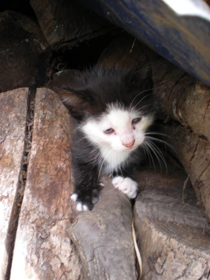 Blanding af racer kitty billede 9