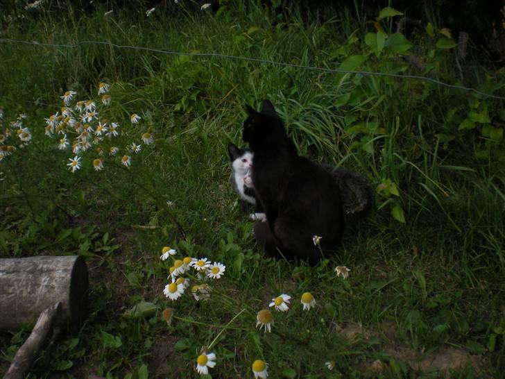 Blanding af racer kitty billede 10