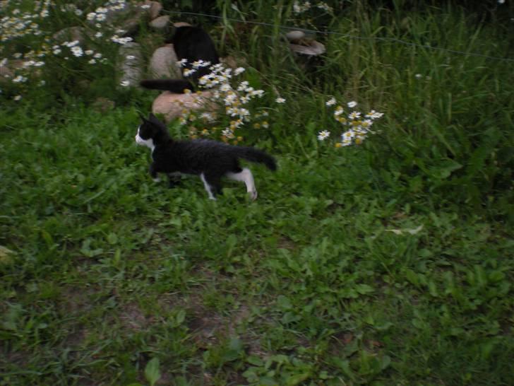 Blanding af racer kitty billede 11