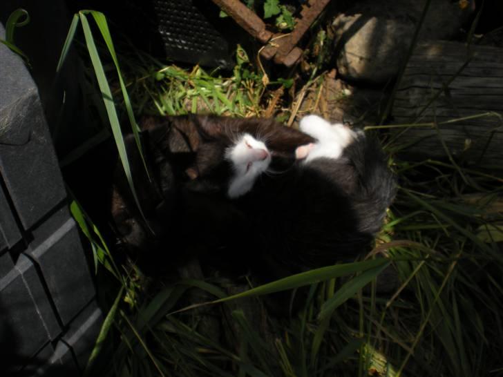 Blanding af racer kitty billede 12