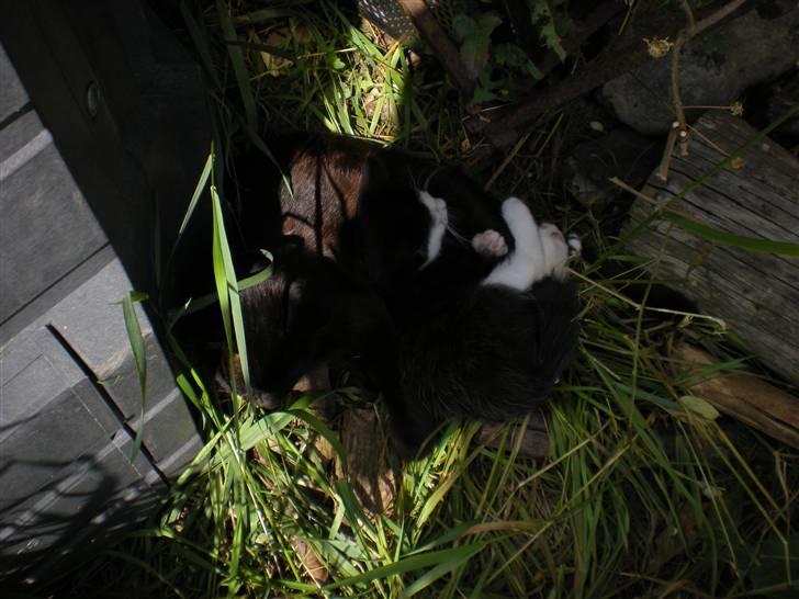 Blanding af racer kitty billede 13