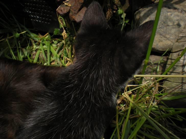 Blanding af racer kitty billede 14