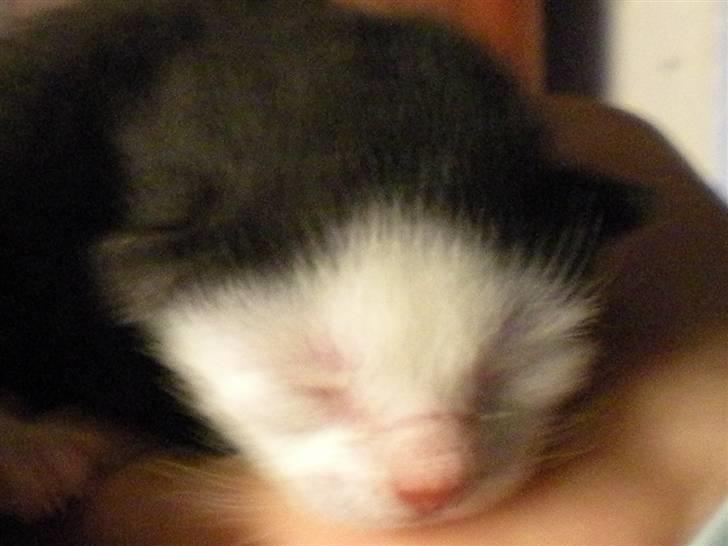 Blanding af racer kitty billede 15