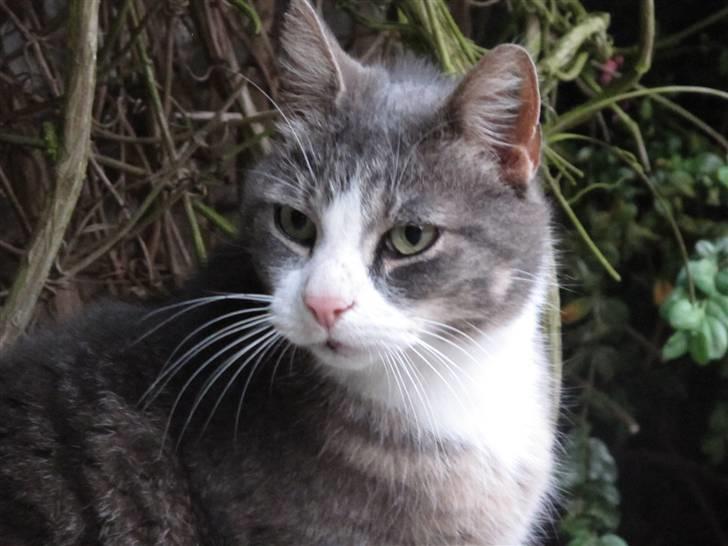 Blanding af racer Bombay "modelkat" billede 1