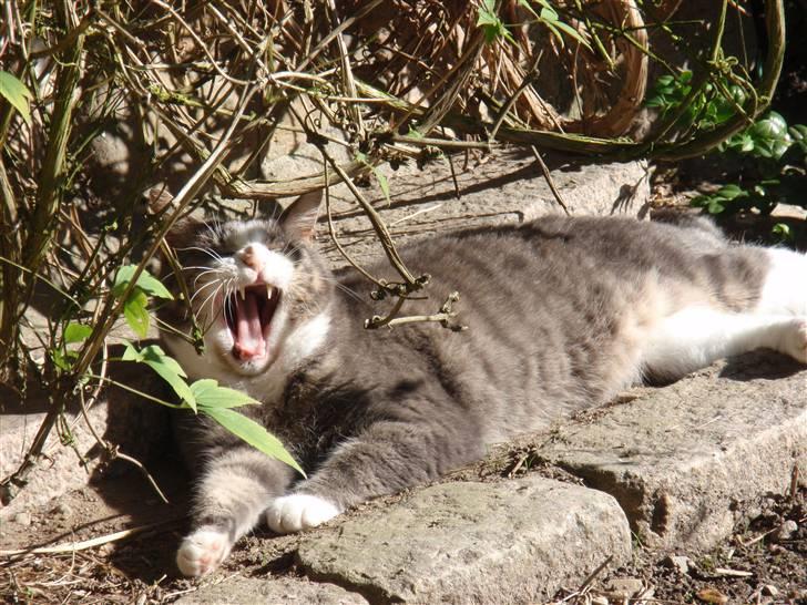 Blanding af racer Bombay "modelkat" billede 2