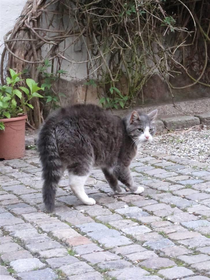 Blanding af racer Bombay "modelkat" - bombay ser en hund :b billede 3