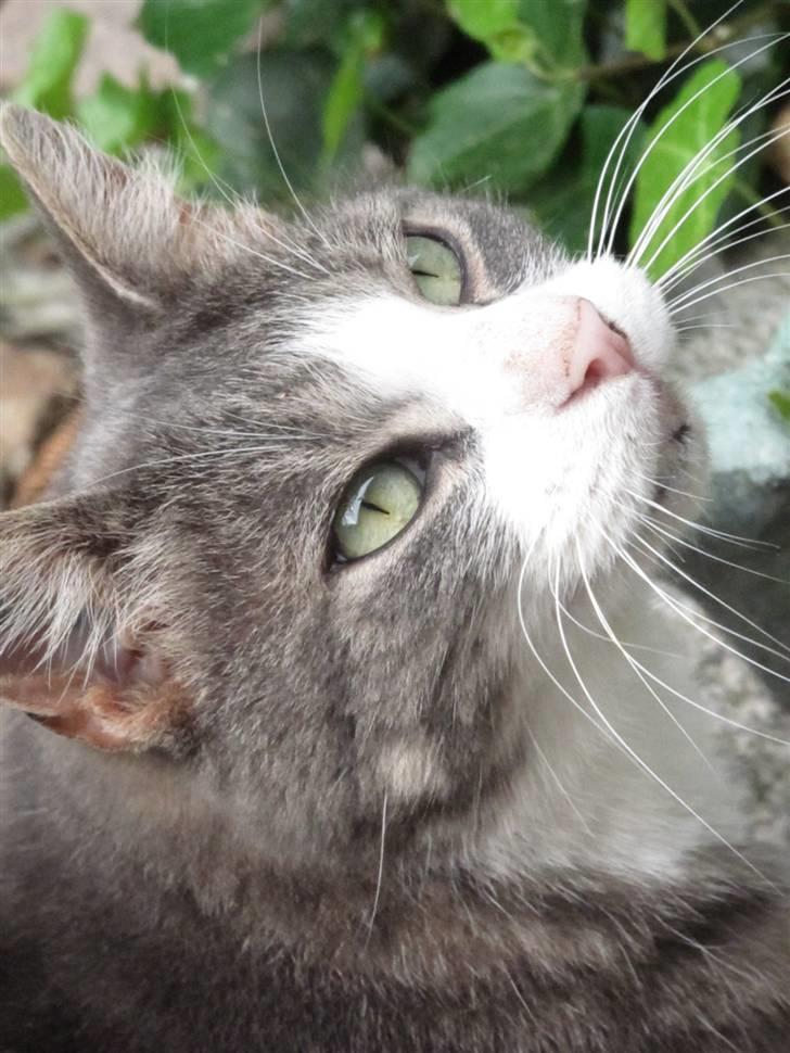 Blanding af racer Bombay "modelkat" billede 4