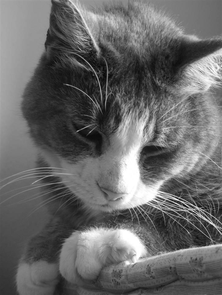 Blanding af racer Bombay "modelkat" billede 5