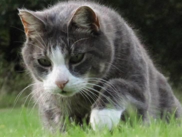 Blanding af racer Bombay "modelkat" - "NYT" billede 6