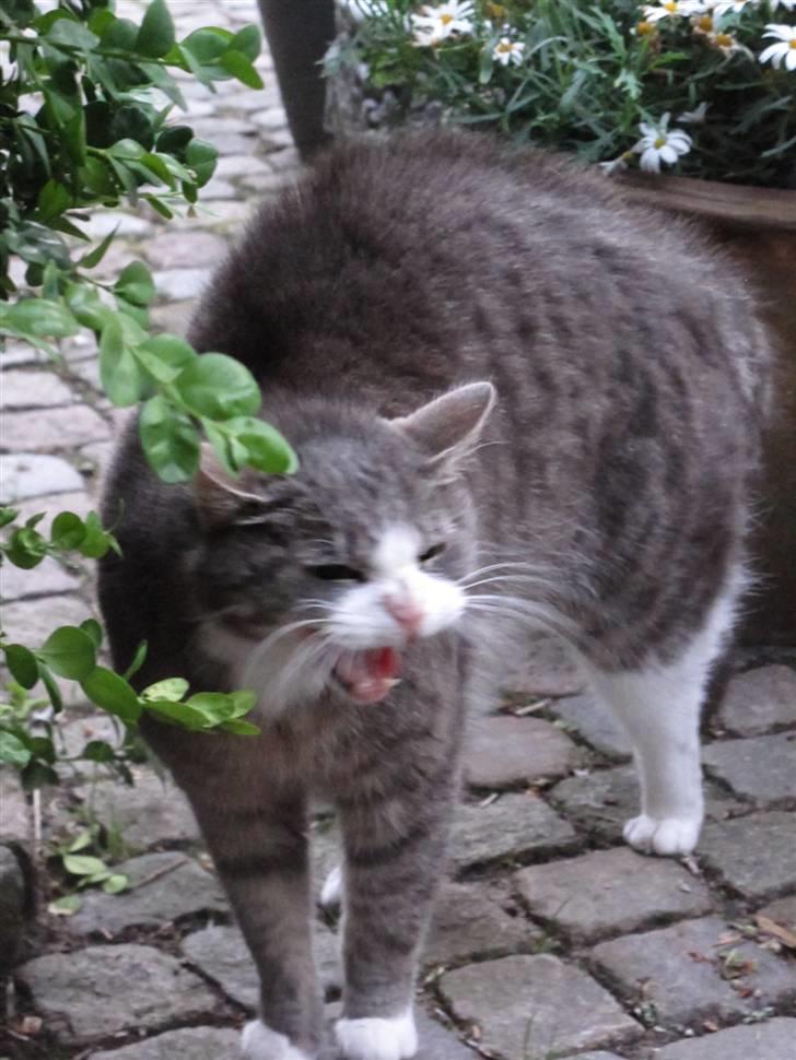 Blanding af racer Bombay "modelkat" billede 7