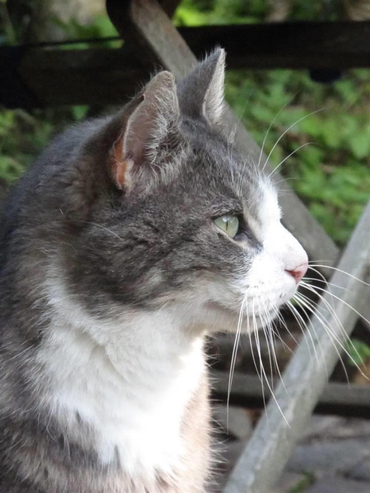 Blanding af racer Bombay "modelkat" billede 8