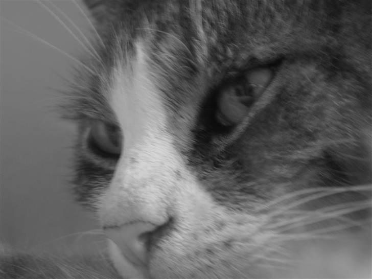 Blanding af racer Bombay "modelkat" billede 9