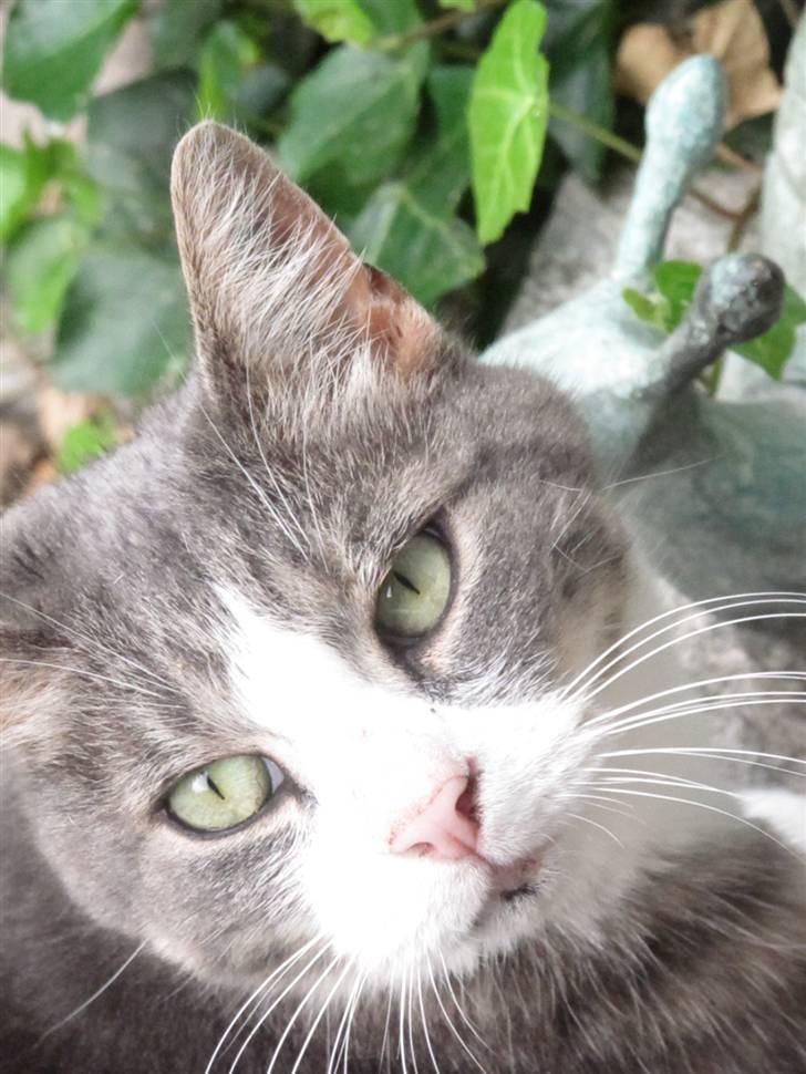 Blanding af racer Bombay "modelkat" billede 10