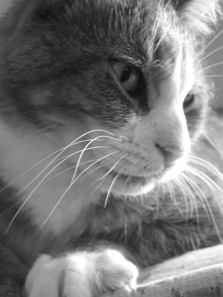 Blanding af racer Bombay "modelkat" billede 11