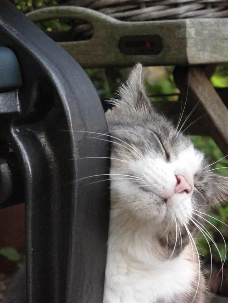 Blanding af racer Bombay "modelkat" billede 12