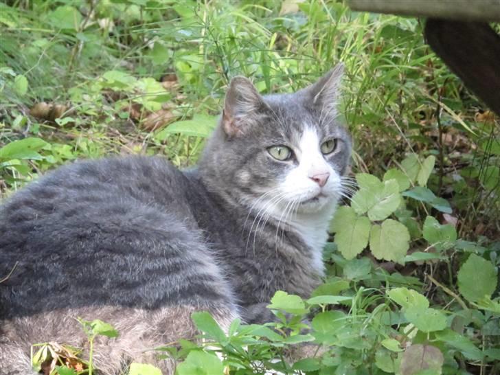 Blanding af racer Bombay "modelkat" billede 13