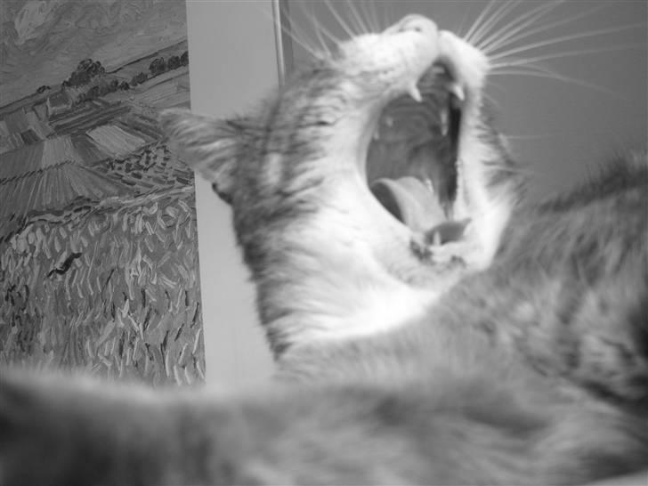 Blanding af racer Bombay "modelkat" billede 14