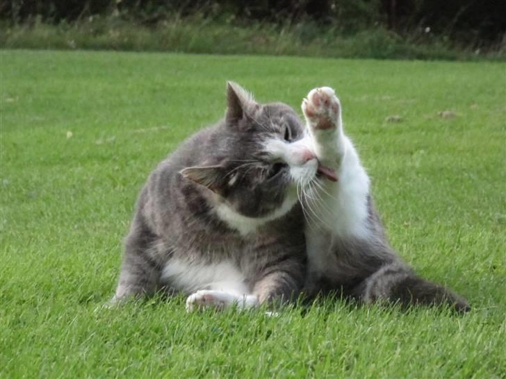 Blanding af racer Bombay "modelkat" - "NYT" billede 15