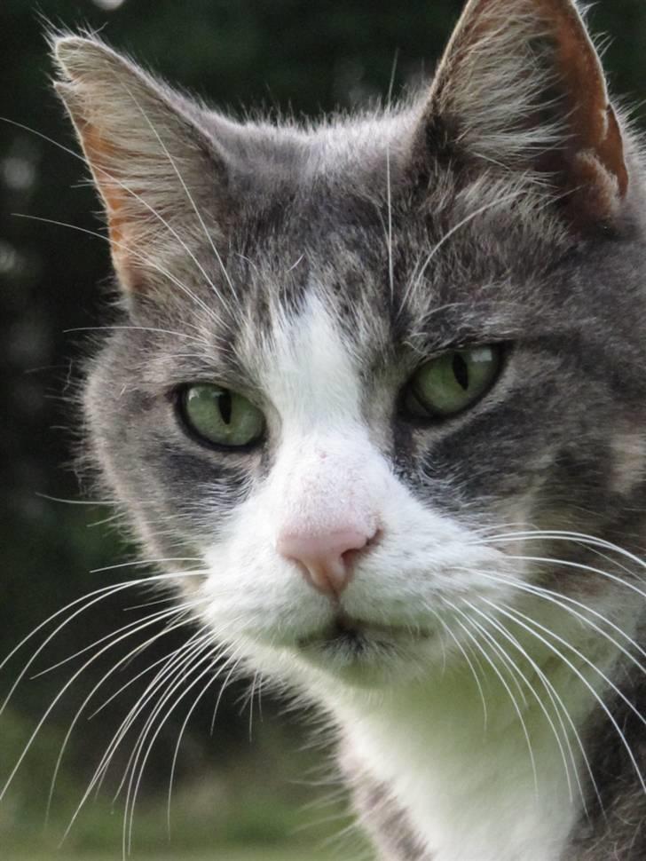 Blanding af racer Bombay "modelkat" - "NYT" billede 16