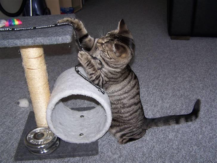 Huskat Musse billede 17