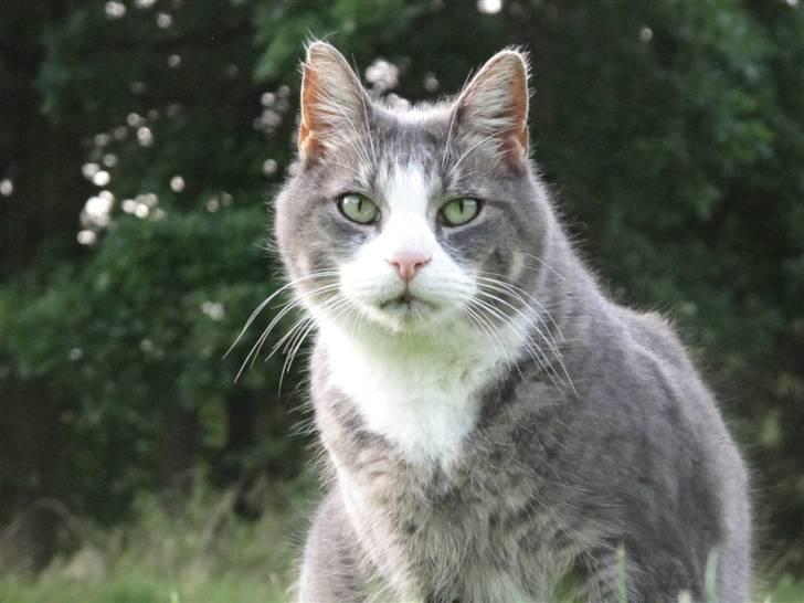 Blanding af racer Bombay "modelkat" - "NYT" billede 17