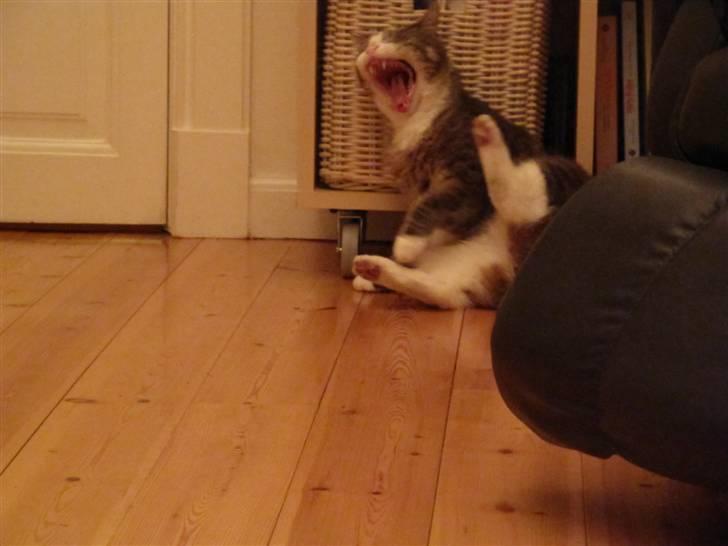 Blanding af racer Bombay "modelkat" - HAHA :D elsker det billede :b billede 19