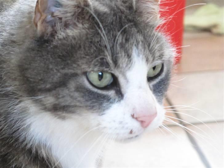 Blanding af racer Bombay "modelkat" billede 20