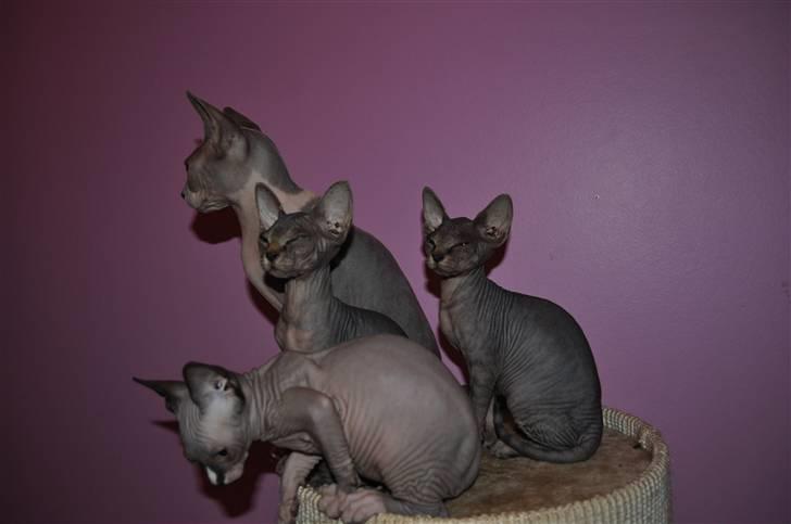 Sphynx rexsine billede 11