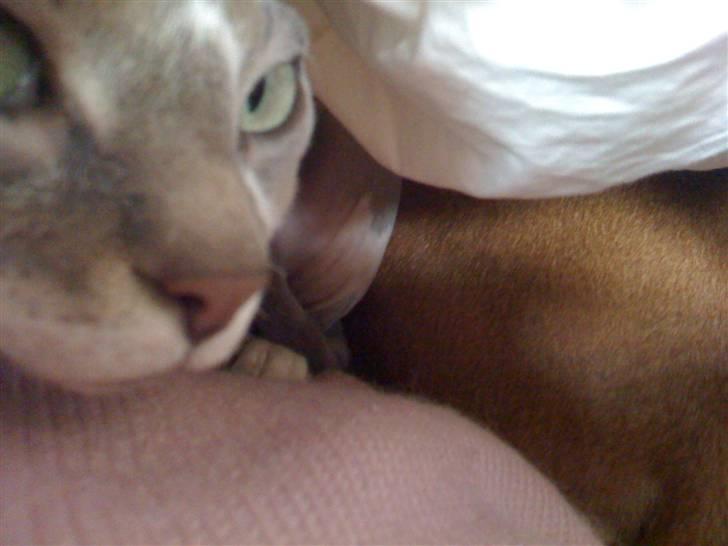 Sphynx rexsine billede 12