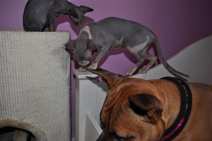 Sphynx rexsine billede 13