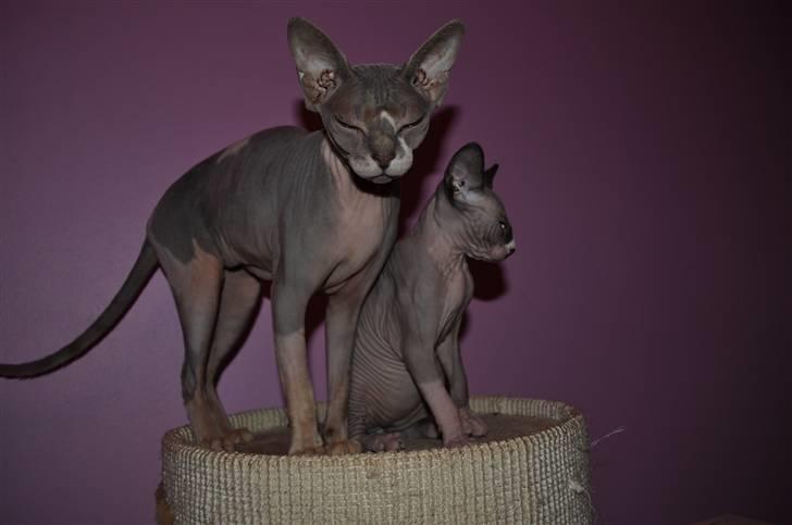 Sphynx rexsine billede 14